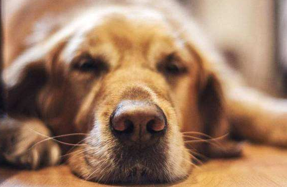 狗狗得了这5种病,这5种食物可让它自愈(狗狗病的很严重了,有什么办法)(图5)