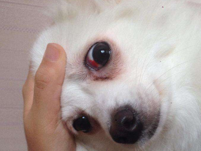 狗狗得了这5种病,这5种食物可让它自愈(狗狗病的很严重了,有什么办法)(图6)