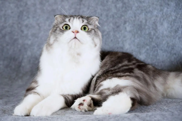 折耳猫是很可爱,但你知道折耳猫的遗传病吗?(图1)