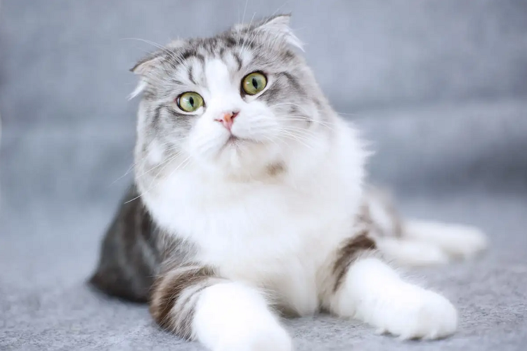 折耳猫无辜乖巧的模样,那么你知道折耳猫的由来吗?(图1)