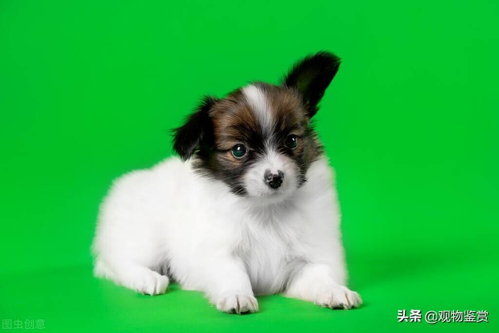 狗半夜总是哼唧是什么意思?可能有这五种原因(狗狗半夜一直哼哼唧唧跟哭的是怎么回事)(图3)