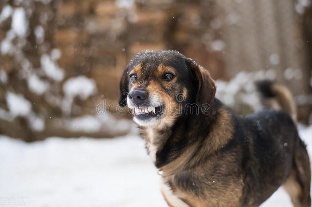 狗狗凶主人怎么办?(狗狗凶主人应该怎么收拾他们)(图1)