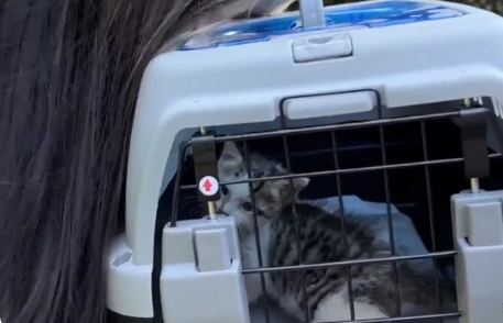 用凶猛伪装自己的患病流浪猫,当小哥把它装进航空箱,它秒变温顺(图2)