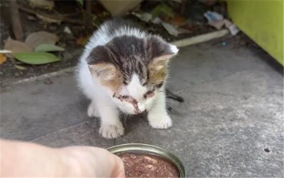 用凶猛伪装自己的患病流浪猫,当小哥把它装进航空箱,它秒变温顺(图1)