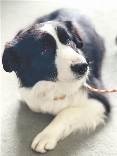 你愿意给狗狗一个“芯”身份吗?(狗狗芯片要钱吗)(图1)