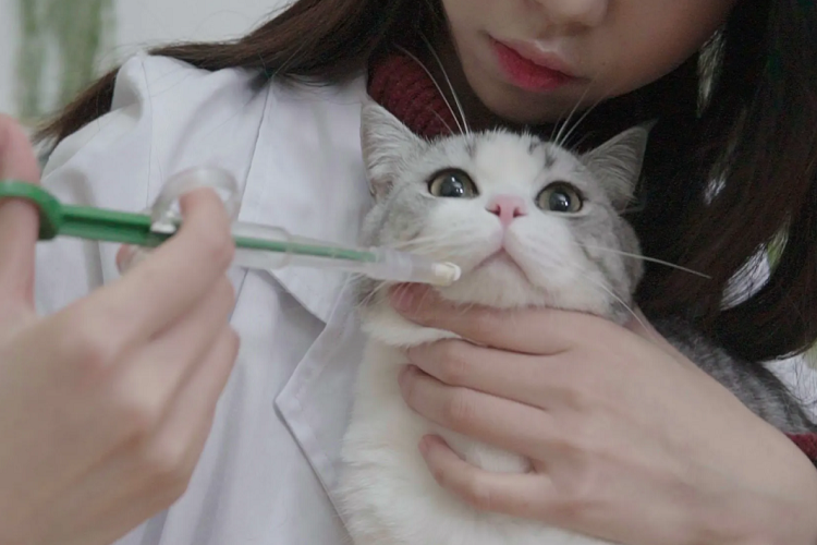 关于猫咪驱虫不止体外驱虫,还有体内驱虫!(图1)