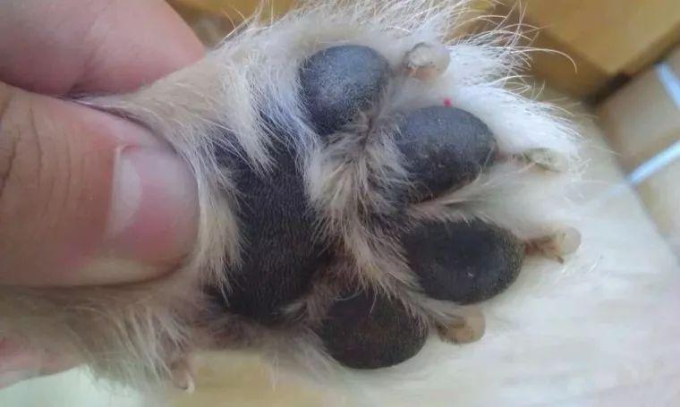 狗狗瘸了,是不是装的?六要素判断法(狗狗瘸了多久能愈合)(图3)