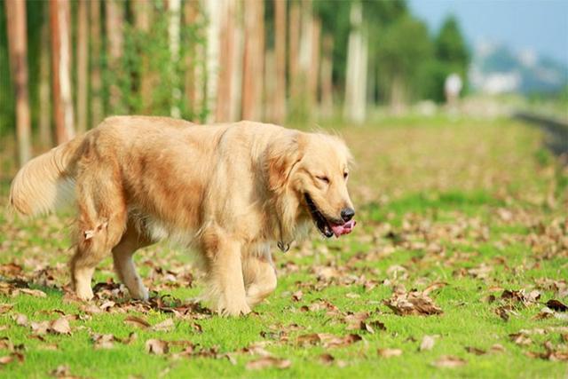 狗狗瘸了,是不是装的?六要素判断法(狗狗瘸了多久能愈合)(图4)