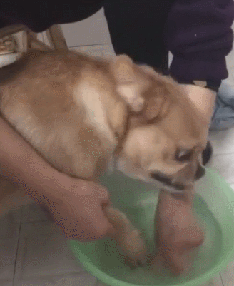 狗狗瘸了,是不是装的?六要素判断法(狗狗瘸了多久能愈合)(图5)