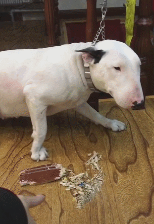 狗狗瘸了,是不是装的?六要素判断法(狗狗瘸了多久能愈合)(图6)