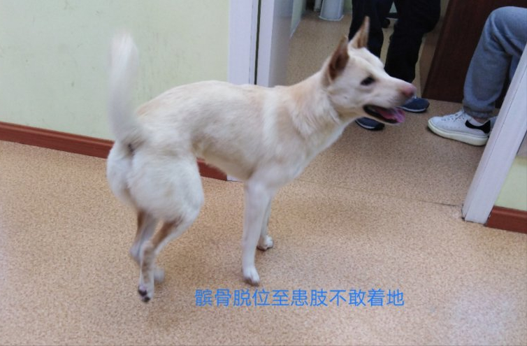 狗狗瘸了,是不是装的?六要素判断法(狗狗瘸了多久能愈合)(图7)