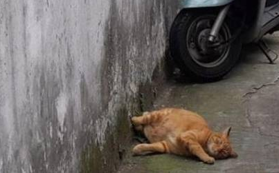 主人弄丢猫咪急哭,好心喂食流浪黑猫,却意外找到线索(图3)