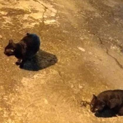 主人弄丢猫咪急哭,好心喂食流浪黑猫,却意外找到线索(图5)