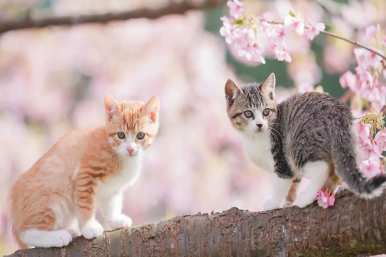 猫咪皮肤病要吃什么维生素?各维生素对猫咪的具体好处(图1)