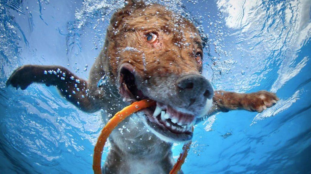 狗狗呕吐到底有多严重?呕吐,一个你不可忽视的信号(狗狗呕吐是怎么样的表现)(图2)