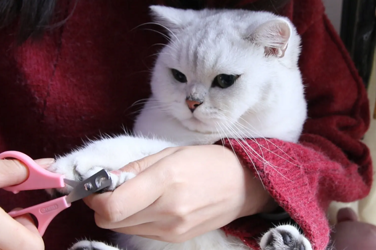 猫咪很抗拒剪指甲,怎么帮猫咪剪指甲?(图1)