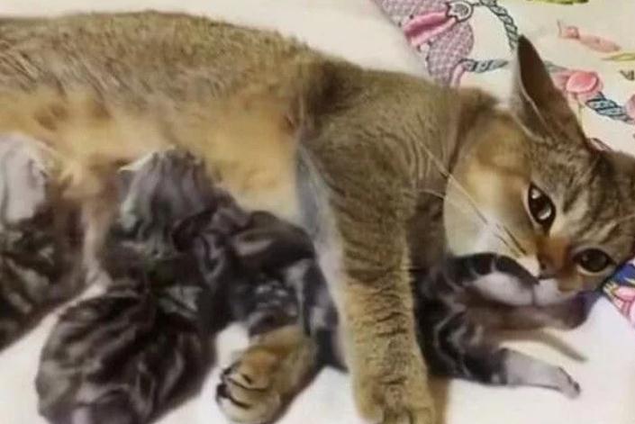 猫妈妈将猫宝推给主人,明白的用意后,主人不厚道笑了(图1)