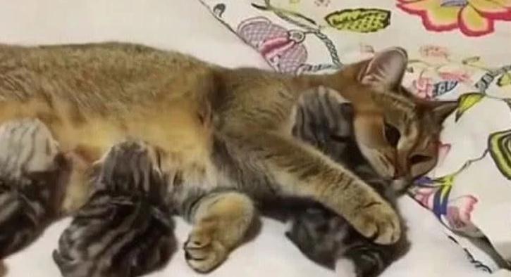 猫妈妈将猫宝推给主人,明白的用意后,主人不厚道笑了(图3)