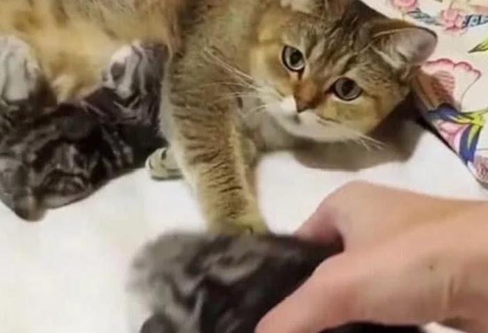 猫妈妈将猫宝推给主人,明白的用意后,主人不厚道笑了(图2)