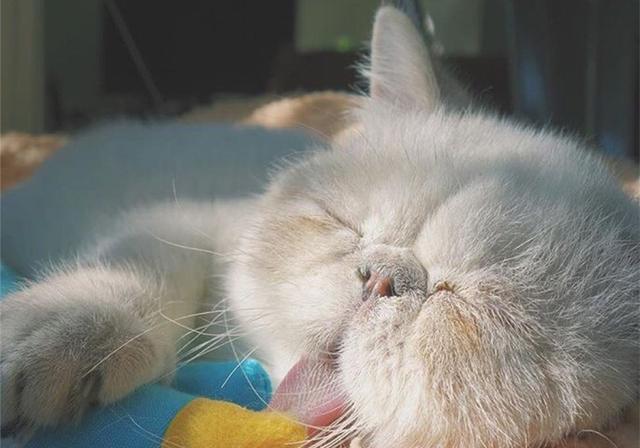 猫咪可以吃鸡蛋吗?生的鸡蛋可以吃吗?(图1)