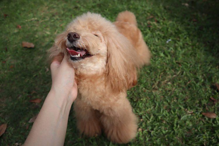 狗狗十分讨厌刷牙?这7种方法可以帮你(狗狗刷牙不听话怎么办)(图2)