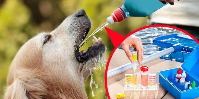 狗狗十分讨厌刷牙?这7种方法可以帮你(狗狗刷牙不听话怎么办)(图5)