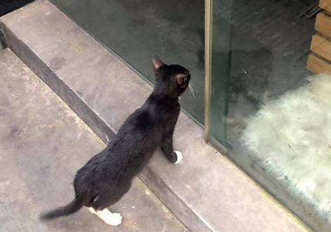 不知自己被遗弃的猫咪,天天守着紧锁的大门,期待主人接自己回家(图2)