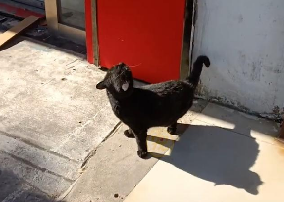 不知自己被遗弃的猫咪,天天守着紧锁的大门,期待主人接自己回家(图1)