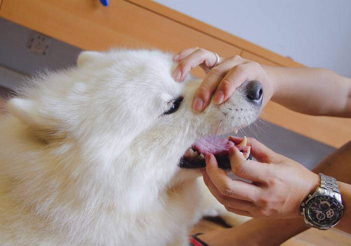 狗狗恒牙磕掉后不会再生长?一生也就两副牙,且用且珍惜(狗狗磕掉牙还会长吗)(图1)