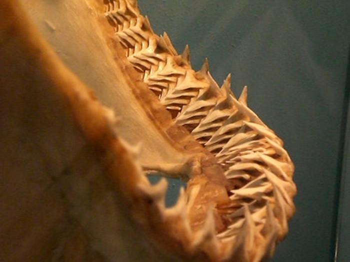 狗狗恒牙磕掉后不会再生长?一生也就两副牙,且用且珍惜(狗狗磕掉牙还会长吗)(图3)