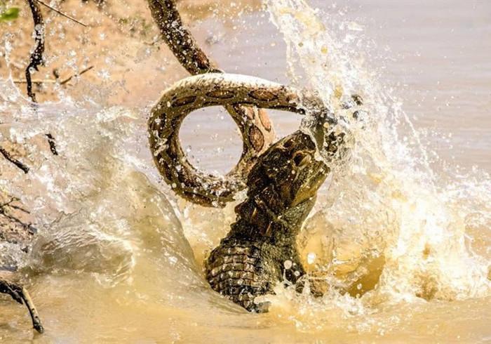 狗狗恒牙磕掉后不会再生长?一生也就两副牙,且用且珍惜(狗狗磕掉牙还会长吗)(图5)