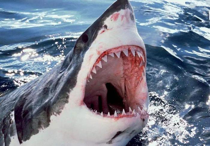 狗狗恒牙磕掉后不会再生长?一生也就两副牙,且用且珍惜(狗狗磕掉牙还会长吗)(图4)