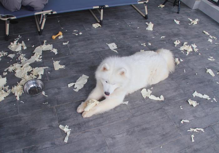 狗狗恒牙磕掉后不会再生长?一生也就两副牙,且用且珍惜(狗狗磕掉牙还会长吗)(图7)