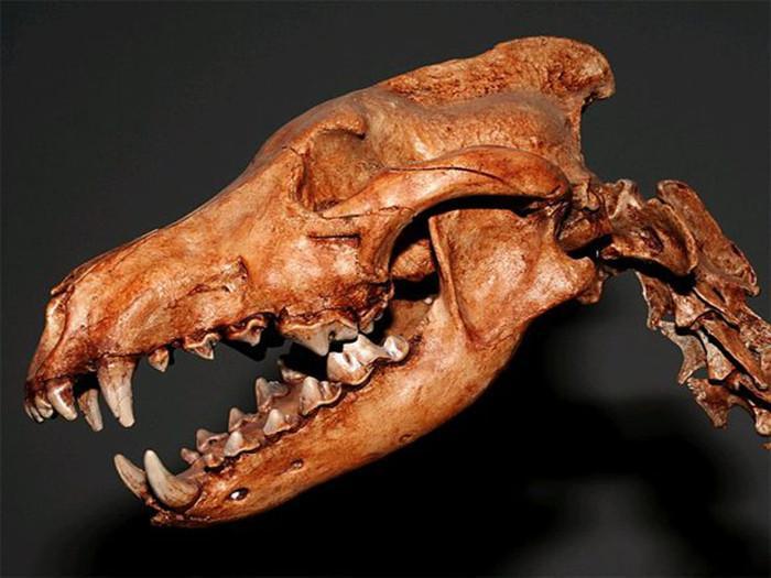 狗狗恒牙磕掉后不会再生长?一生也就两副牙,且用且珍惜(狗狗磕掉牙还会长吗)(图6)