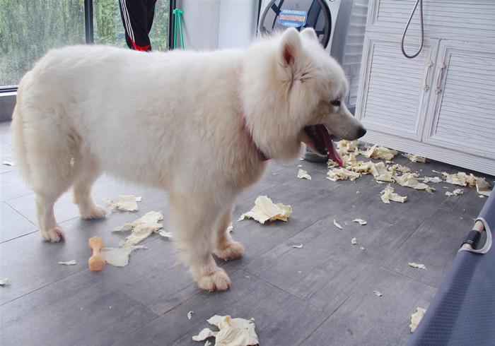 狗狗恒牙磕掉后不会再生长?一生也就两副牙,且用且珍惜(狗狗磕掉牙还会长吗)(图8)