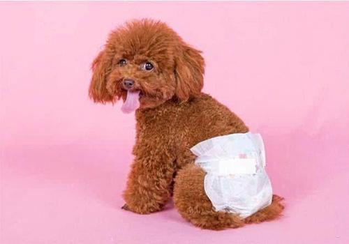 狗狗尿液里有血是什么病?可以采取什么措施解决?(狗狗尿里带血是什么原因)(图3)