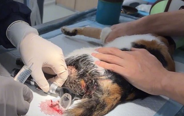 被车碾压的流浪猫,竟主动跳进箱子求人带走(图1)