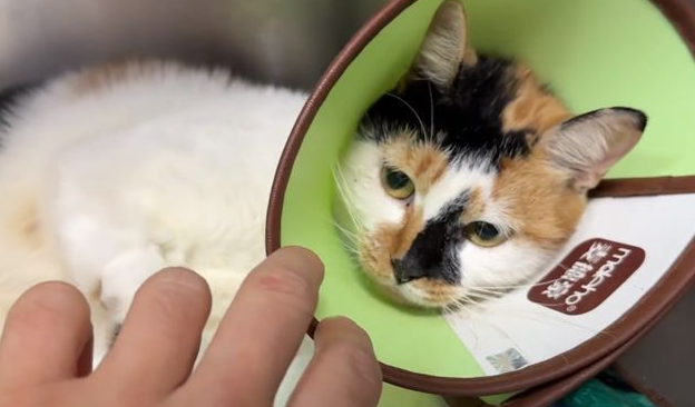 被车碾压的流浪猫,竟主动跳进箱子求人带走(图2)