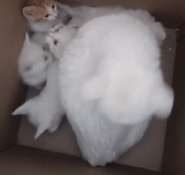 一窝6只可爱猫咪被抛弃,还好有好人收留(图1)