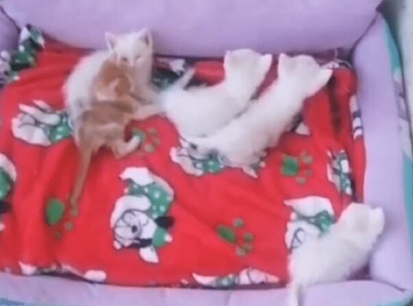 一窝6只可爱猫咪被抛弃,还好有好人收留(图2)