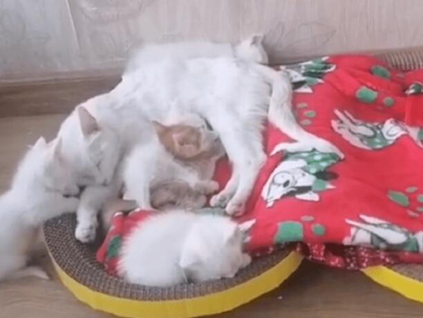 一窝6只可爱猫咪被抛弃,还好有好人收留(图3)