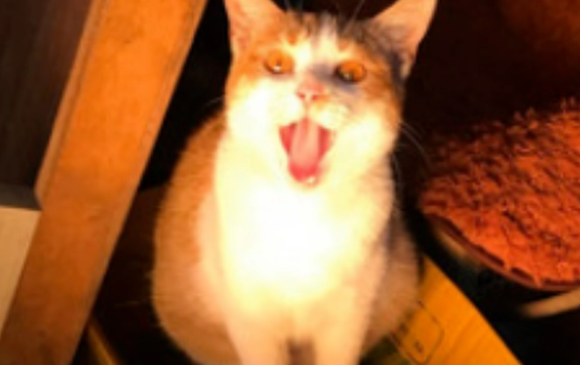 路边流浪猫可怜,准备收养,回家后:你谁?(图2)