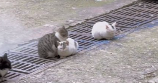 5只流浪猫窝在井盖上,男子看见后心疼起来(图1)