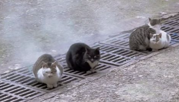 5只流浪猫窝在井盖上,男子看见后心疼起来(图2)
