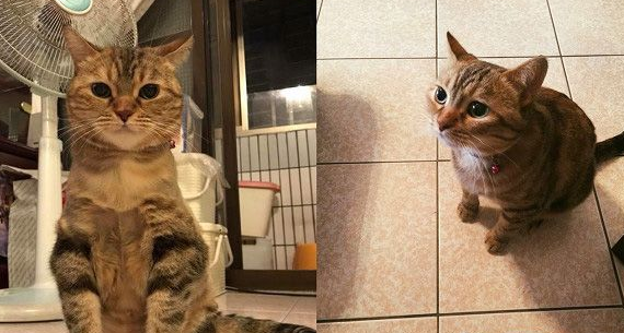 让本宫替你管教管教!喵皇霸气送弟弟一记猫拳(图2)