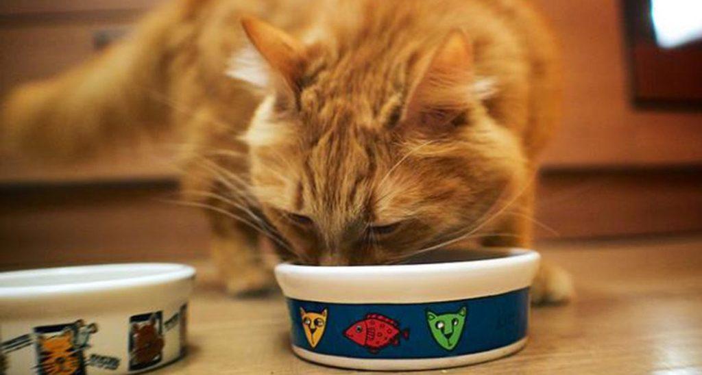 喂猫粮就能万事大吉?改善猫咪饮食的技巧分享(图8)