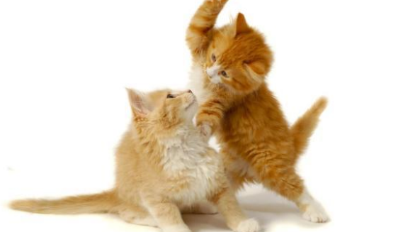 床上多出一只新猫,还与原住民亲密相拥:你瞅啥?这是我的新媳妇(图1)