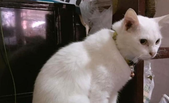 床上多出一只新猫,还与原住民亲密相拥:你瞅啥?这是我的新媳妇(图3)