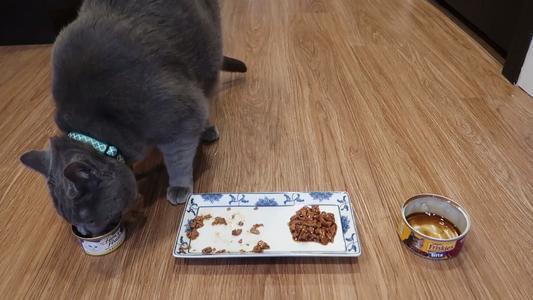 猫咪一天的饮食量是多少?知道饮食量之后该如何科学喂养猫咪呢?(图6)