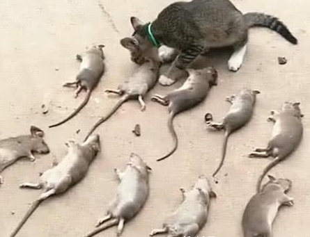 主人家里闹老鼠,猫咪出手逮个正着,次日主人才知它还有强迫症(图1)